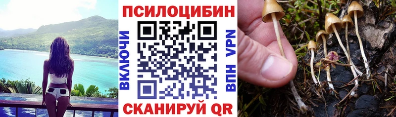 что такое наркотик  Карачев  Галлюциногенные грибы Psilocybine cubensis 